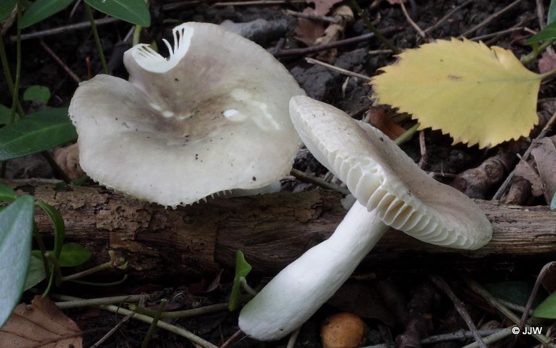 Russula pelargonia